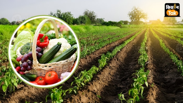 सब्जी का खेत