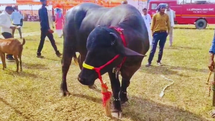 बुंदेलखंड का सबसे महंगा भैंसा