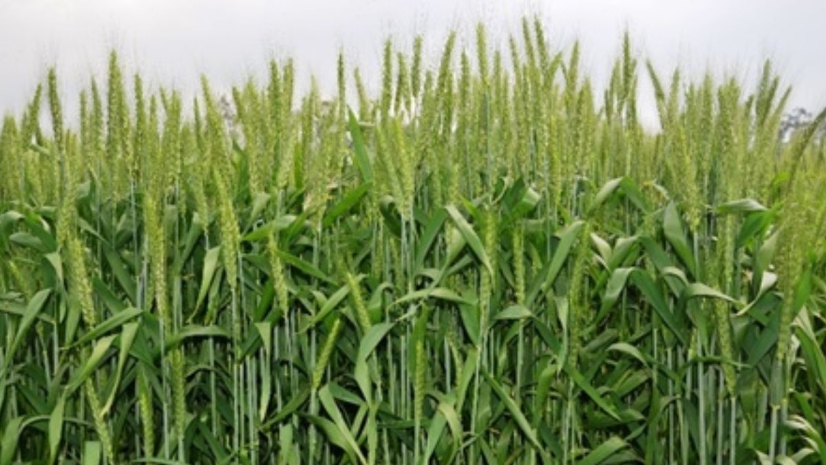 बीज उपचार वाले उर्वरको के प्रयोग से मिलगी अधिक पैदावार