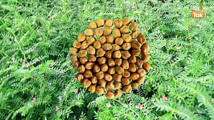 दलहन फसलों में चने की सबसे अधिक भागीदारी.