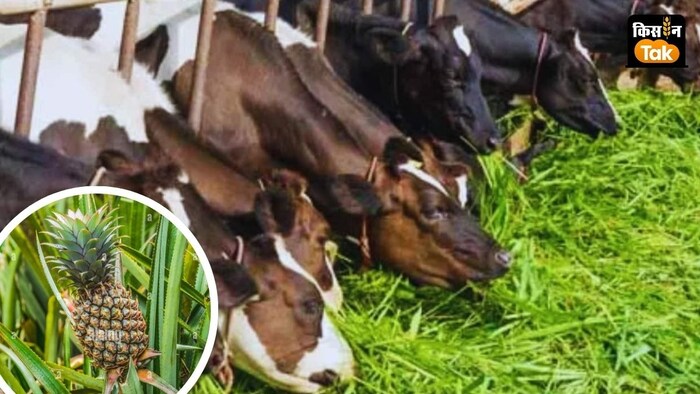 कृषि वैज्ञानिकों ने पत्तियों से बनने वाले हरे चारे की शेल्फ लाइफ 1 साल तक बढ़ाने का तरीका खोजा है.