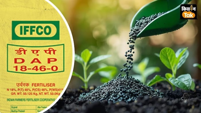 इस बार डीएपी की बिक्री में 50 फीसदी से अधिक की कमी दर्ज की गई है.