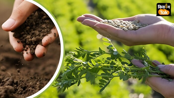 दलहन फसलों की खेती के फायदे