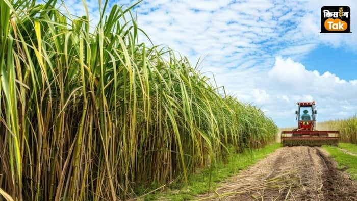 नवंबर में गन्ना उत्पादन का पहला अग्रिम अनुमान जारी किया जाएगा.