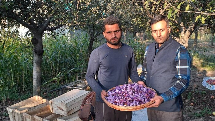 केसर की खेती