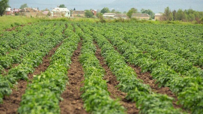 अधिक उपज पाने के लिए किसानों को बुवाई से पहले खेत को अच्छी तरह तैयार करने को कहा गया है.