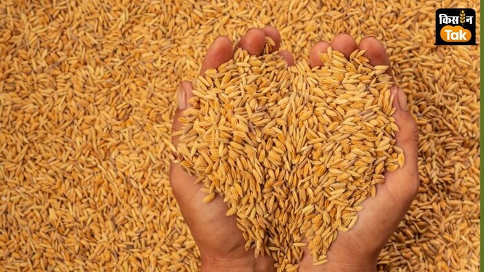धान का कितना है एमएसपी?