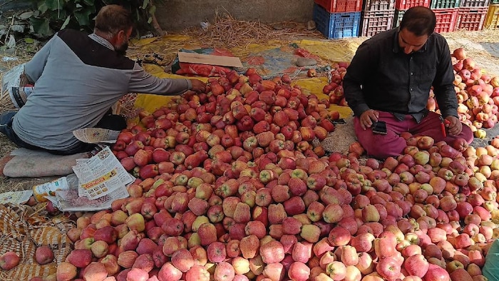 कश्मीरी सेब