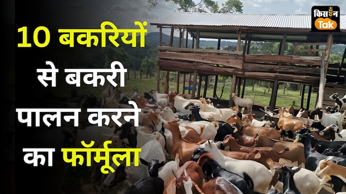 10 बकरियों से बकरी पालन का तरीका