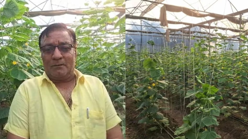 ग्रीनहाउस में शुरू की जैविक खेती, अब खीरा-ककड़ी उगाकर लाखों में कर रहे हैं कमाई ग्रीनहाउस में शुरू की जैविक खेती, अब खीरा-ककड़ी उगाकर लाखों में कर रहे हैं कमाई