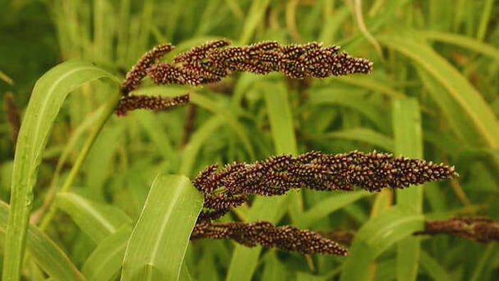 मोटे अनाज की खेती