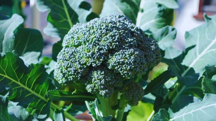 ब्रोकली की खेती