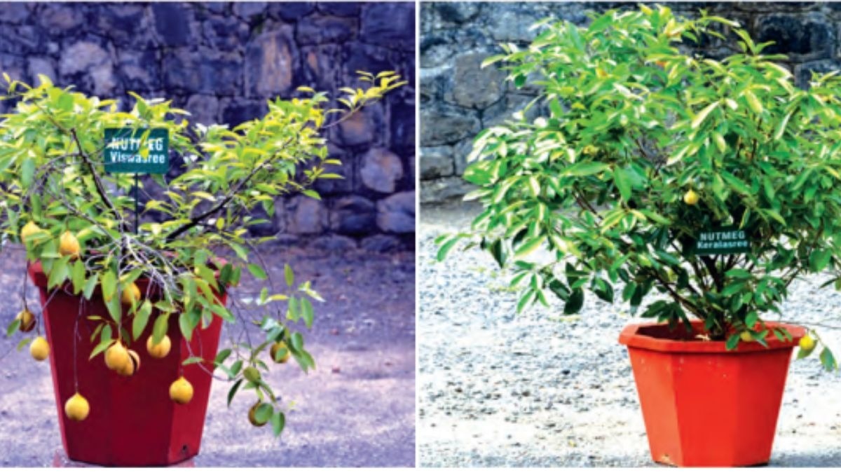 गमलों में भी उगा सकते हैं जायफल