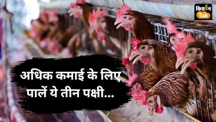 कमाई वाले पक्षी