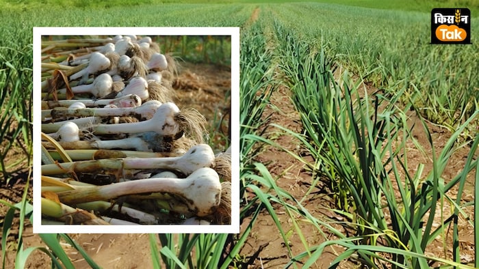 लहसुन की खेती का सही तरीका