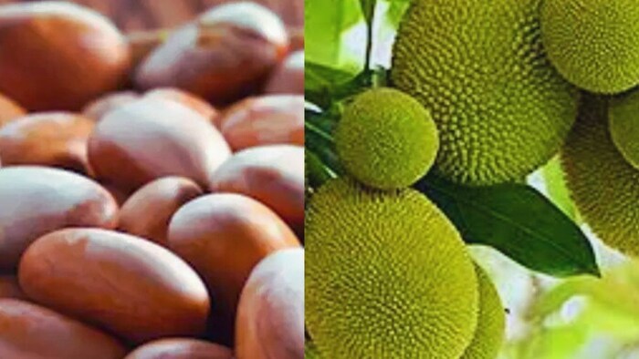 कटहल के बीज से चॉकलेट बनाने की टेक्नोलॉजी को मिला लाइसेंस. (सांकेतिक तस्वीर)