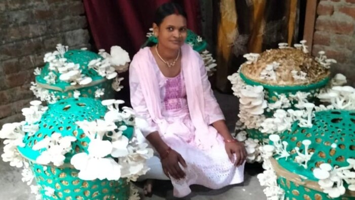 देसी अंदाज में मशरूम उत्पादन