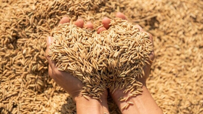 15 लाख टन धान रखने के लिए जगह खाली है.