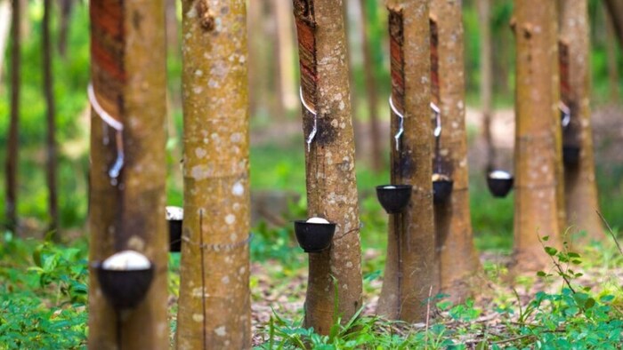 त्रिपुरा सरकार सीएम रबर मिशन को पांच साल के लिए बढ़ाने पर विचार कर रही है. (सांकेतिक तस्वीर)