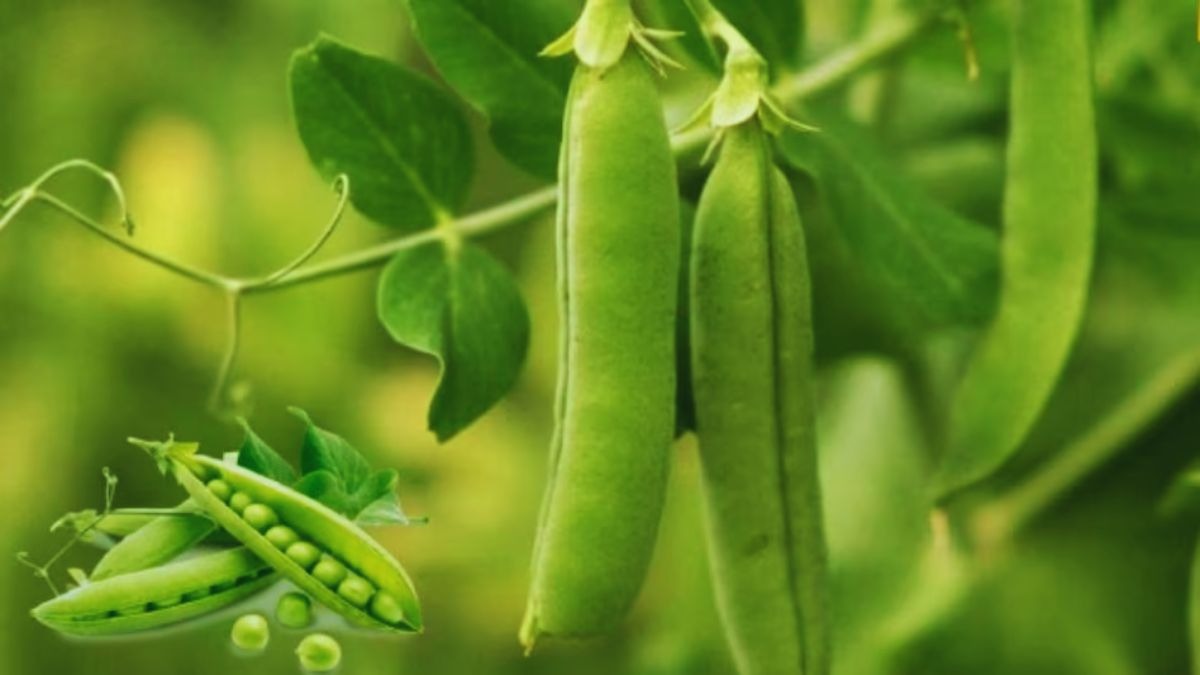 मटर की खेती के लिए टिप्स.