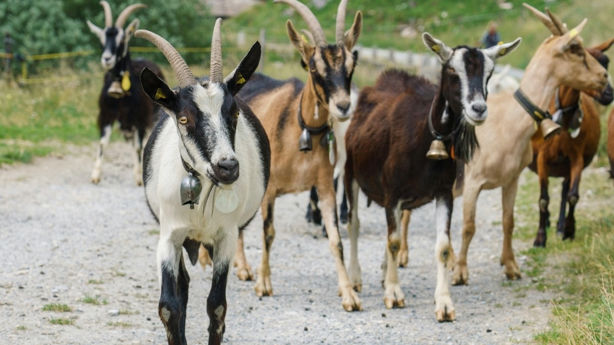 Goat Farming: बकरियों को अभी लगवाए ये टीके तो पूरी सर्दी नहीं पड़ेंगी बीमार, खूब होगी ग्रोथ