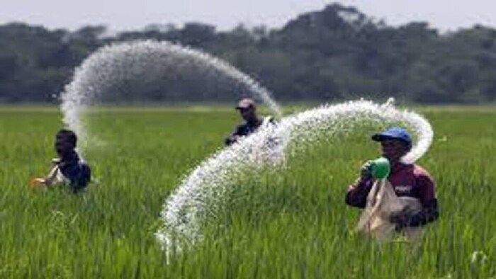 डीएपी की कमी से पंजाब के किसान परेशान. (सांकेतिक तस्वीर)