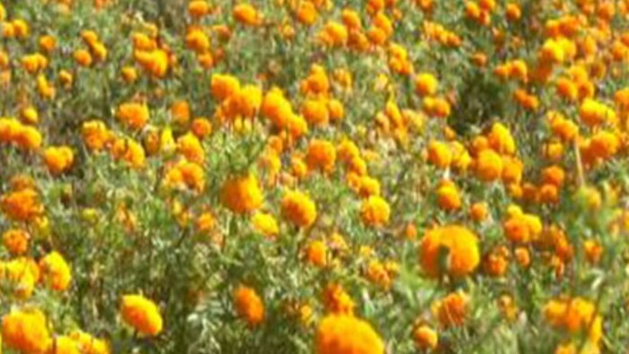 दीपवली पर गेंदा किसानों को हो रहा फायदा. (फोटो-एएनआई)