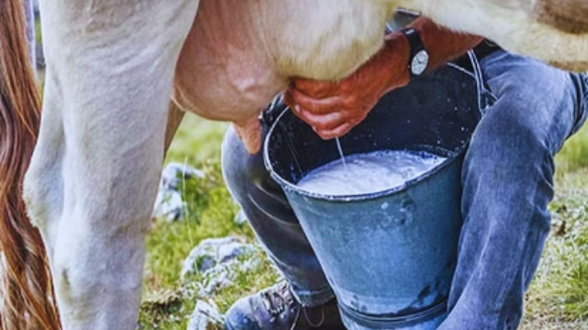 Dairy Milk: भारत में दूध उत्पादन की रफ्तार सबसे तेज...दुन‍िया में 2 तो अपने यहां 6 फीसदी की दर से बढ़ रहा प्रोडक्शन