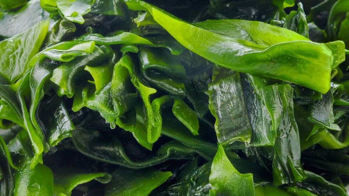  See Weed: समुद्री शैवाल की खेती को आसान बनाने के लिए इंपोर्ट होंगे बीज-जर्मप्लाज्म, जानें प्लान