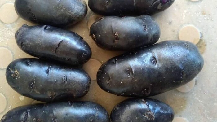 काले आलू की खेती कर कमा रहे अच्छा मुनाफा