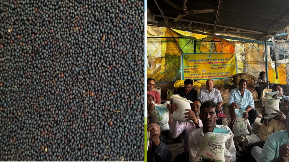 Mustard Sowing: सरसों की 'आजाद महक' और 'RH 725' वैरायटी की करें बुवाई, किसानों की इनकम होगी डबल Mustard Sowing: सरसों की 'आजाद महक' और 'RH 725' वैरायटी की करें बुवाई, किसानों की इनकम होगी डबल