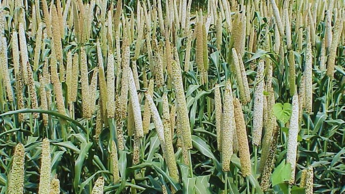 बाजरा की खेती