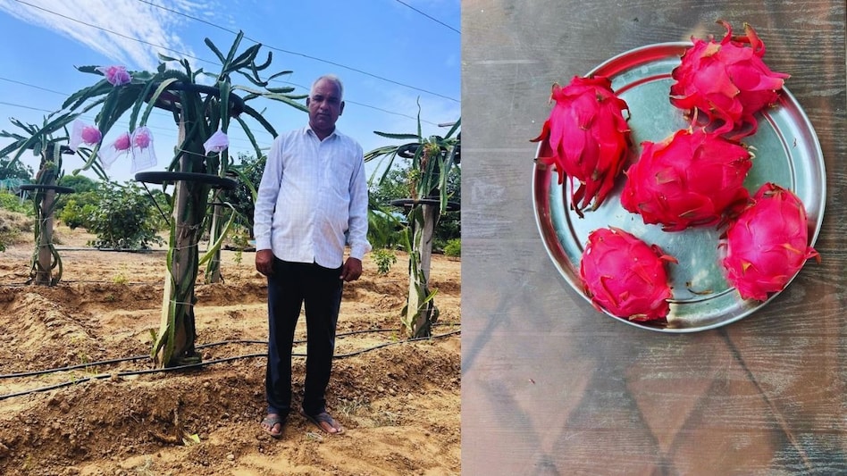 बंजर जमीन पर ड्रैगन फ्रूट से 2 लाख रुपये कमा रहे राम कुमार, पढ़िए सफलता की कहानी बंजर जमीन पर ड्रैगन फ्रूट से 2 लाख रुपये कमा रहे राम कुमार, पढ़िए सफलता की कहानी