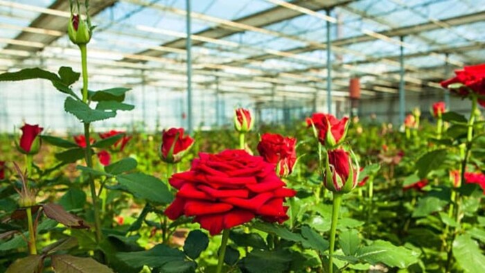 मानसून सीजन में करें गुलाब की खेती (फाइल फोटो)