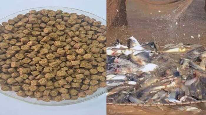 ब्लैक सोल्जर फ्लाई लार्वा से बनी फ़िश फ़ीड