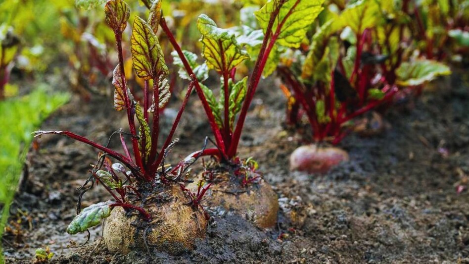 चुकंदर की खेती से करें बंपर कमाई, ये सरकारी संस्था सस्ते दाम पर बेच रही बीज चुकंदर की खेती से करें बंपर कमाई, ये सरकारी संस्था सस्ते दाम पर बेच रही बीज