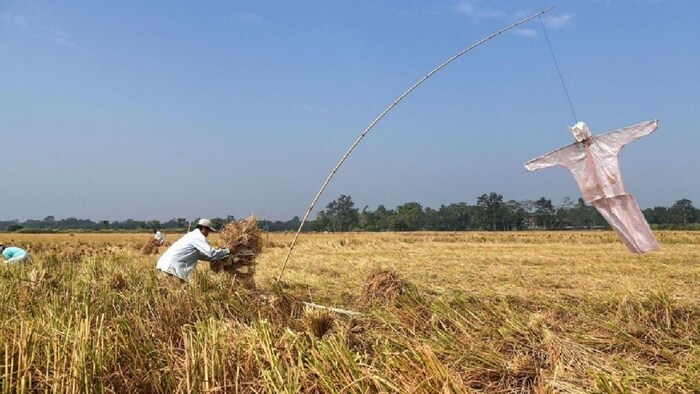 पराली जलाने की घटनाएं रोकने के लिए पंजाब में गांव-गांव में जागरूकता अभियान शुरू किया गया है. (सांकेतिक तस्वीर)