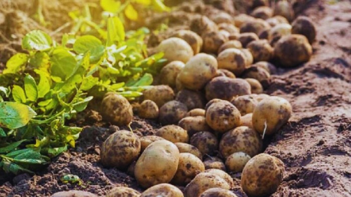 आलू की खेती