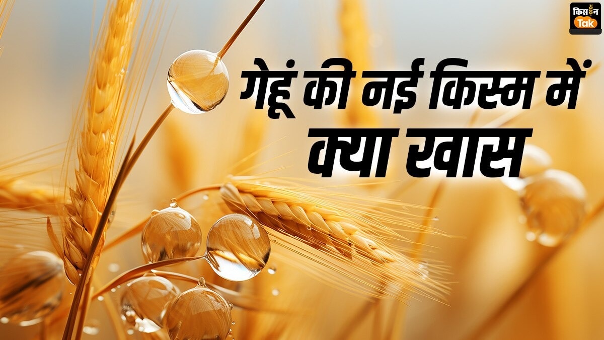 गेहूं की पांच प्रमुख किस्मों के बारे में जानिए.