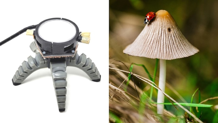 Cornell University engineers build biohybrid robot controlled by a mushroom