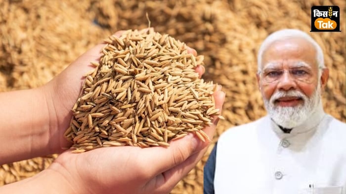 झारखंड भाजपा ने संकल्प पत्र में धान का एमएसपी 3100 रुपये करने का वादा किया है.