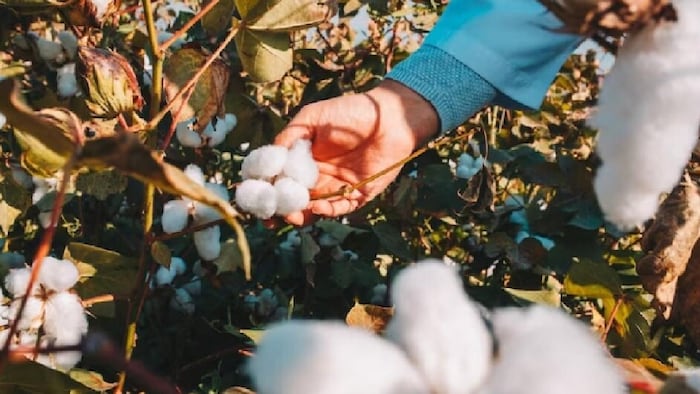 कपास के मंडी भाव में 27 दिन के भीतर 12 फीसदी की गिरावट आई है.