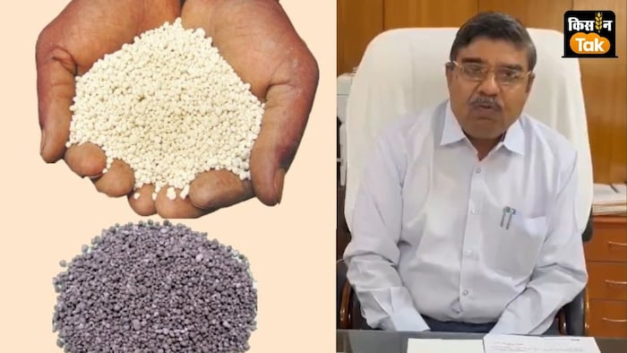 डीएपी की जगह सिंगल सुपर फॉस्फेट यानी एसएसपी का इस्तेमाल करने की सलाह.