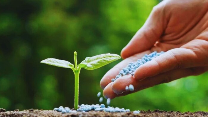 नैनो डीएपी के इस्तेमाल से बच रहे किसान. (सांकेतिक तस्वीर)