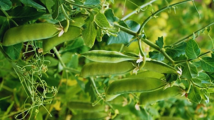 हरे मटर के बीज पर सब्सिडी