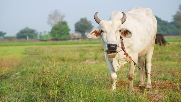 37000 से अधिक डेयरी किसानों को मदद मिलेगी.