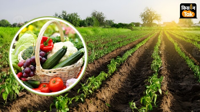 सब्जी का खेत