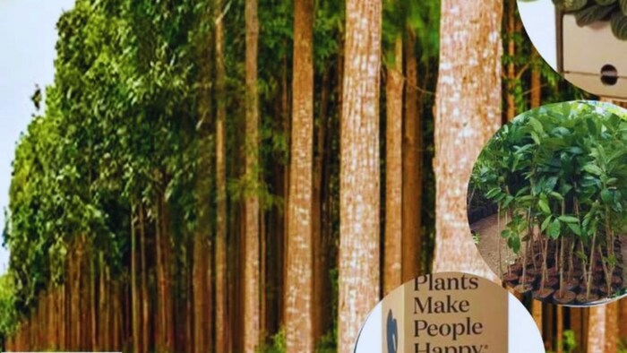 महोगनी की खेती