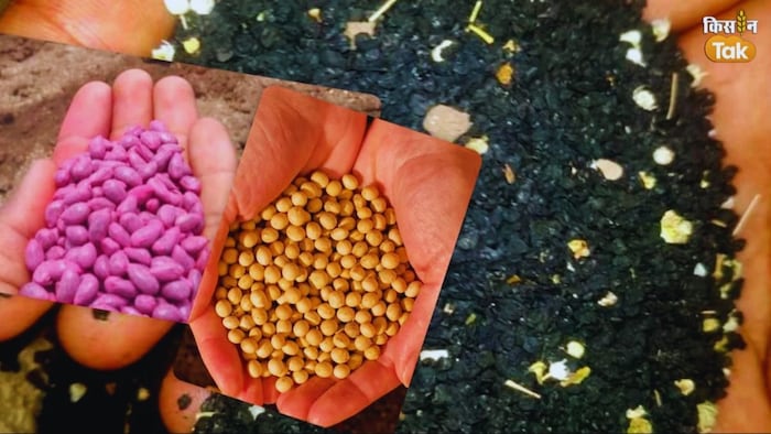 रबी फसलों के बीजों का उपचार