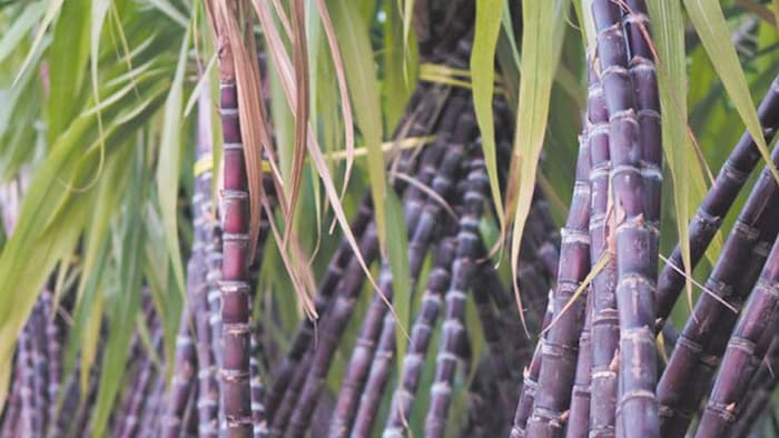 उत्तर प्रदेश में शुरू हुआ गन्ना पेराई सत्र (File Photo)